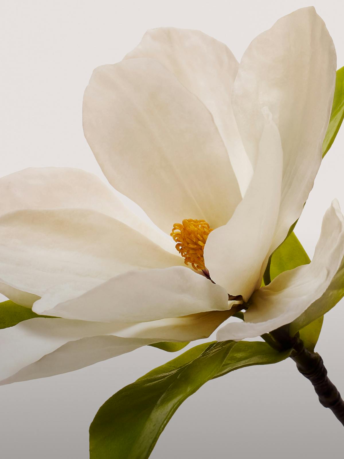 Magnolia Blossom Frag_DT_1